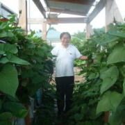 水耕栽培によるサツマイモ大規模収穫