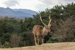エゾジカは北海道の森の幸